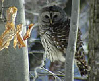Owls have an altered eye shape