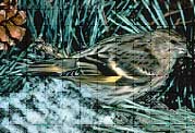 Pine Siskin - Carduelis pinus