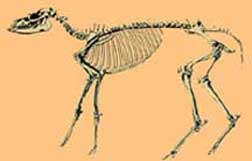 Skeleton