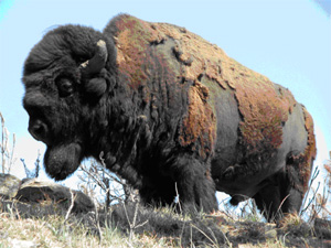 Bison
