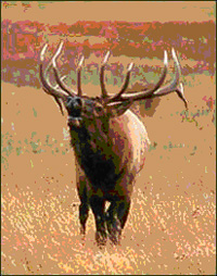 Bull Elk