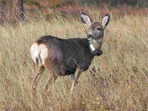 Deer with tracking collar
