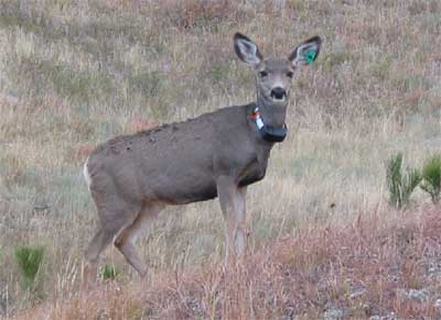 Collared Deer