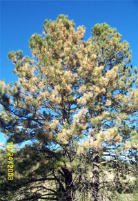 Ponderosa Pine - Pinus ponderosa