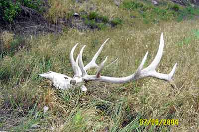 Elk Antlers