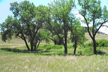 Cottonwood/Wolfberry Floodplain Woodland