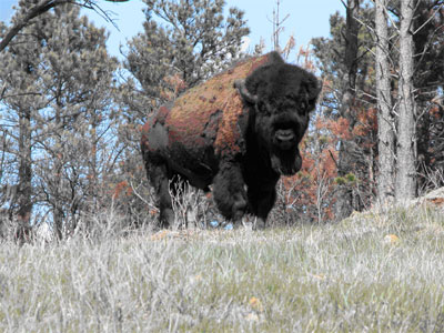 Bison