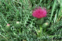 Drummond’s  Thistle - Cirsium drummondii