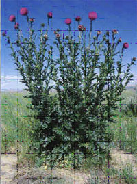 Musk Thistle - Carduus nutans