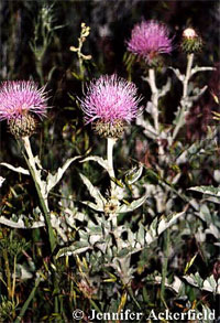 Wavy leaf thistle - Cirsium undulatum