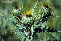 Yellowspine Thistle - Cirsium ochrocentrum