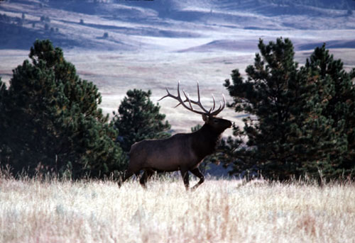 Bull Elk