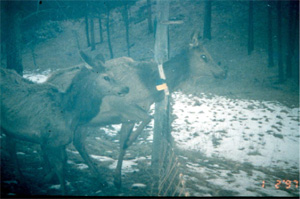 Elk with tracking collars