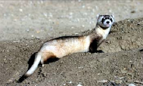Black-footed Ferret - Mustela nigripes