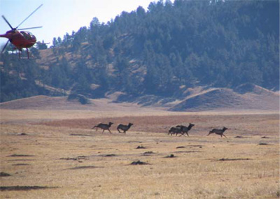 Elk Monitoring Project