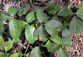 Poison ivy - Toxicodendron rydbergii