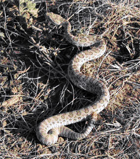 Prairie Rattlesnakes - Crotalus viridis viridis