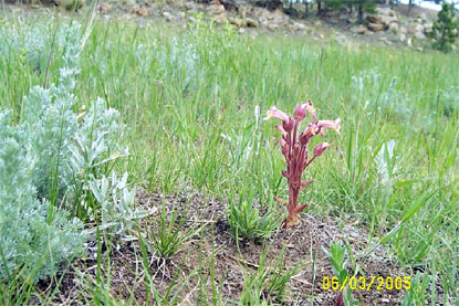 Clustered Broomrape - Orobanche fasciculata