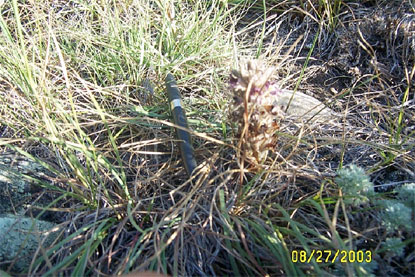 Prairie Broomrape - O. ludoviciana