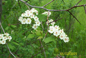 Wildflowers