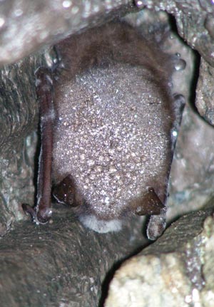 bat with white-nose syndrome courtsey of the National Forest Service