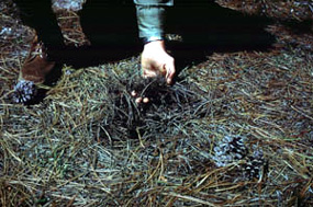Pine Litter