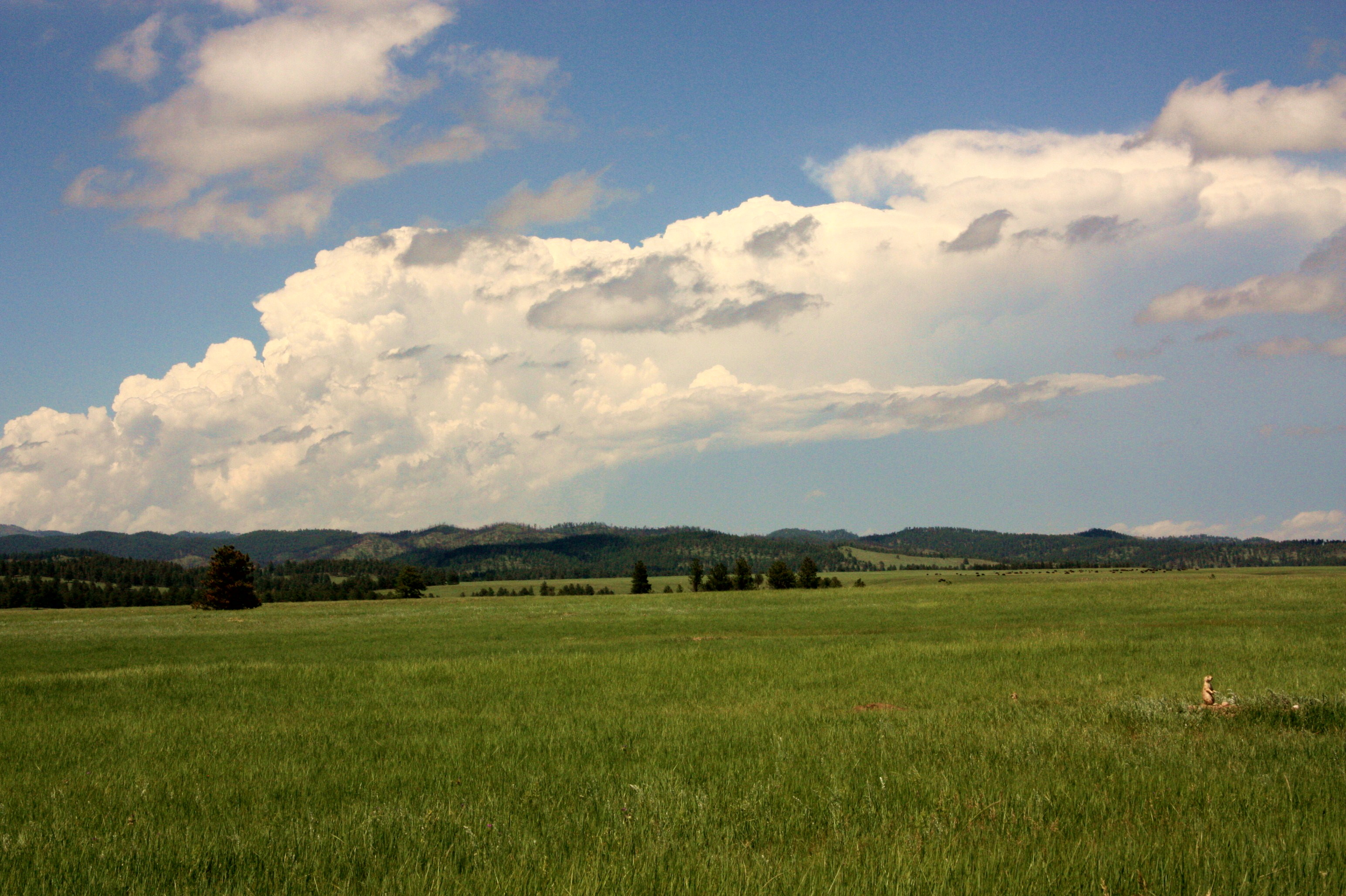 The open prairie of Wind Cave National Park