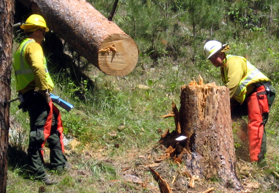 Dave Kannas (left) serves as a spotter for Jason Devcich as he fells a tree in preparation for the American Elk Prescribed Fire. 