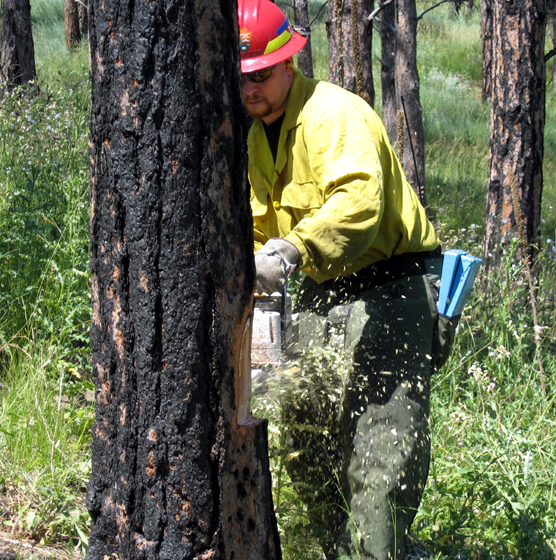 Supervisory Forest Technician Jason Devcich using a chainsaw to cut down a tree. Supervisory Forest Technician Jason Devcich using a chainsaw to cut down a tree.