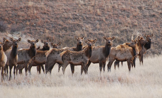 Rocky Mountain Elk