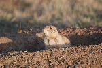 Prairie Dog