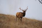 Lone Bull Looking Over Shoulder