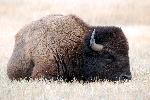 Bull Bison, Lying Down