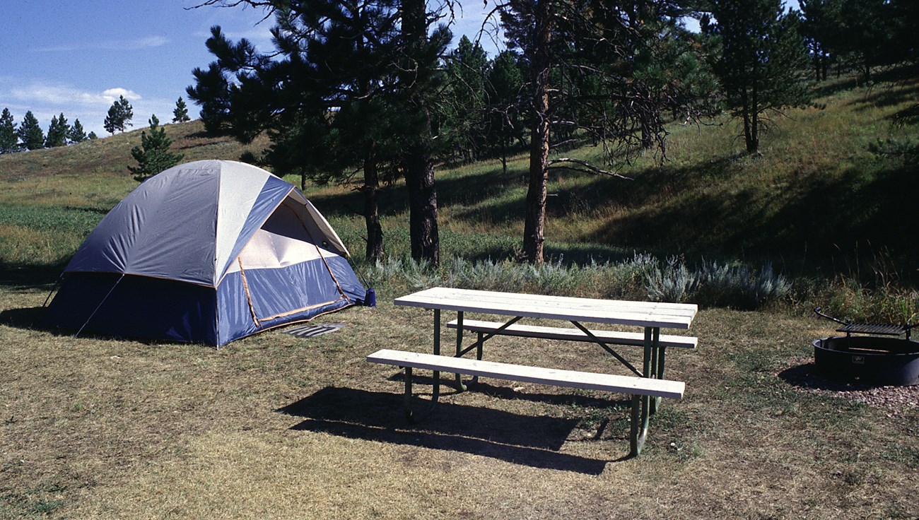 A blue and gray tent set up on the left of the image in a campsite with a picnic table in the center and a fire ring on the right with numerous ponderosa pine trees in the background.