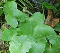 Lesser celandine is one of the most aggressive invasive plant species at Wolf Trap,