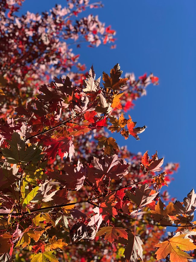 Vibrantly colored maple tree leaves in the Fall.