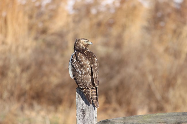 A juvenile red shouldered hawk perches atop a fence post.