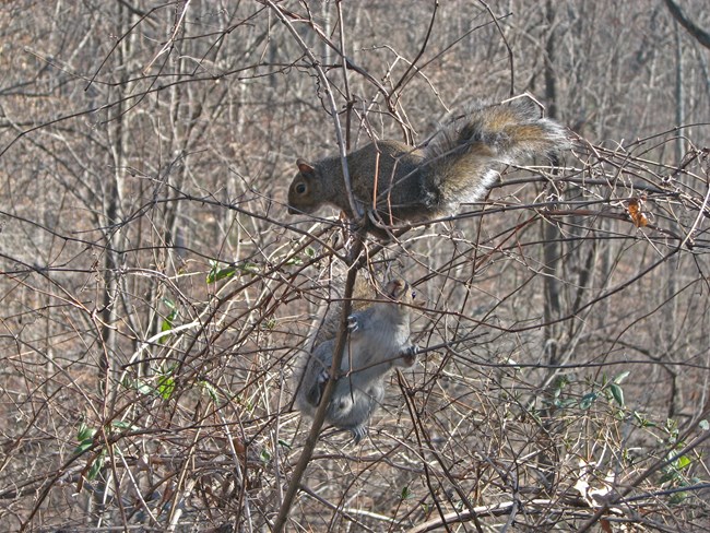 Two eastern gray squirrels perch in a tree.