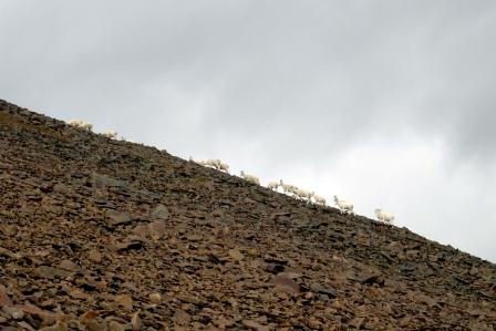 Dall sheep on ridgeline
