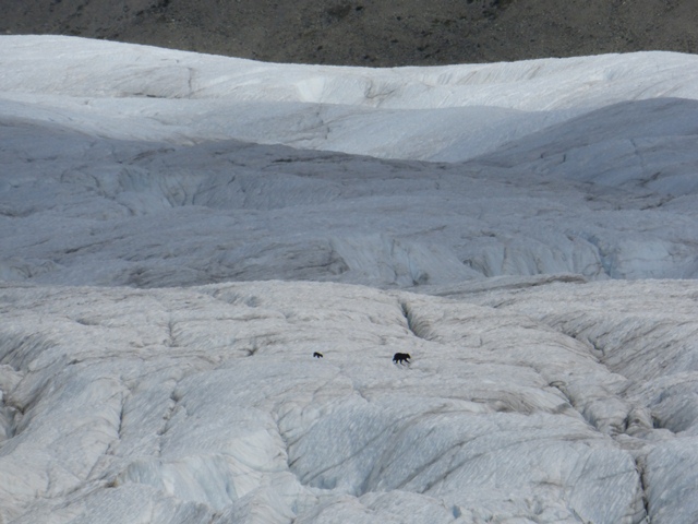 Black bears on glacier.