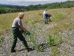 Park Staff pulling sweet clover