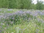 Viccia cracca along roadside