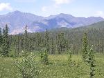 Nabesna Road Scenery