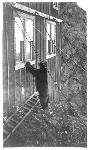 Black Bear at Erie Mine