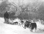 Dog Sledding Near Kennecott