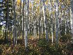 Boreal Forest Trail