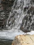 American Dipper