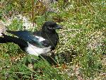 Black Billed Magpie