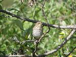 Hermit Thrush