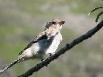 Northern Shrike
